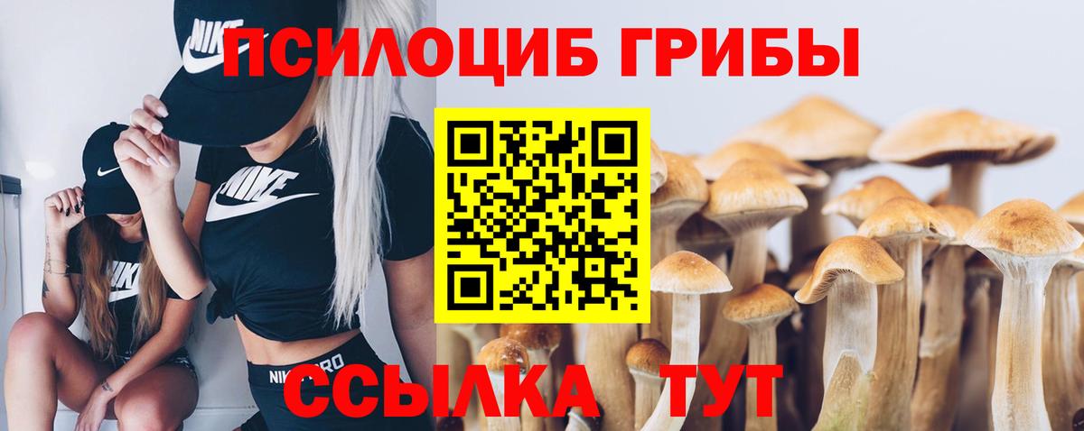 Галлюциногенные грибы Psilocybe  Вход с VPN  Избербаш 